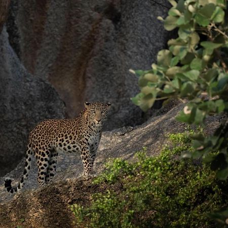 Jawai Leopard Villa Bijapur  Kültér fotó