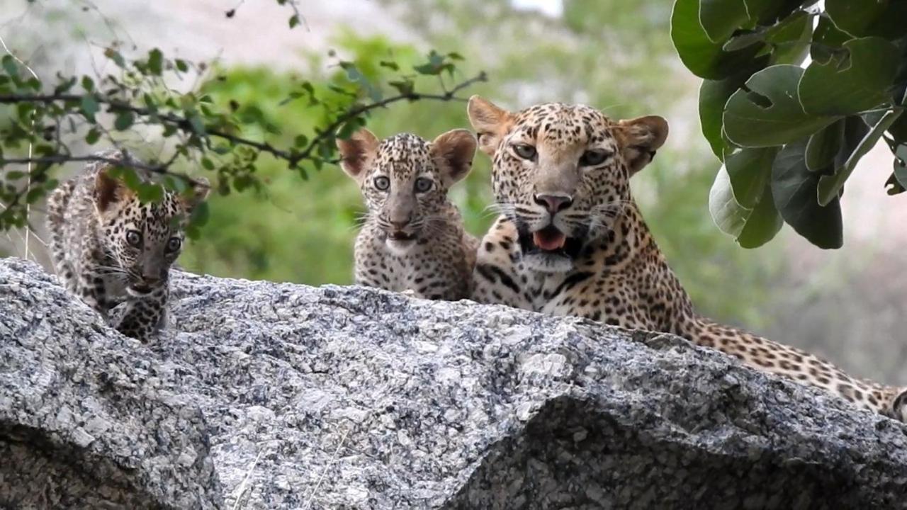 Jawai Leopard Villa Bijapur  Kültér fotó
