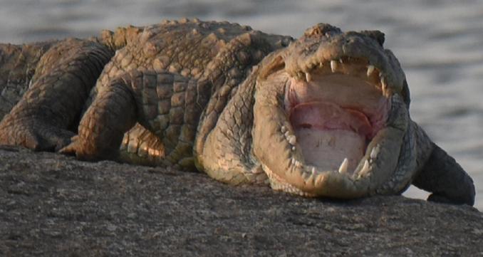 Jawai Leopard Villa Bijapur  Kültér fotó
