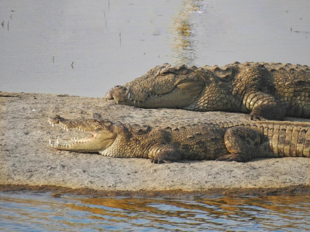 Jawai Leopard Villa Bijapur  Kültér fotó