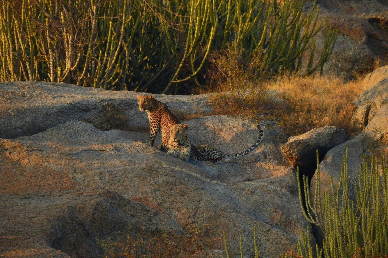 Jawai Leopard Villa Bijapur  Kültér fotó