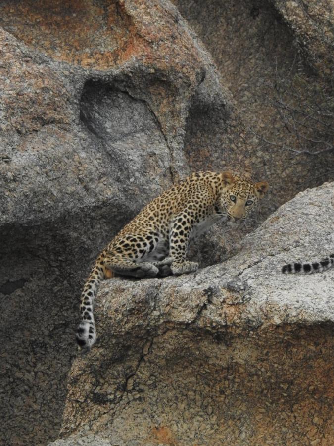 Jawai Leopard Villa Bijapur  Kültér fotó