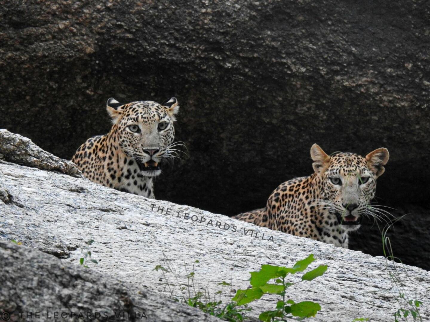 Jawai Leopard Villa Bijapur  Kültér fotó