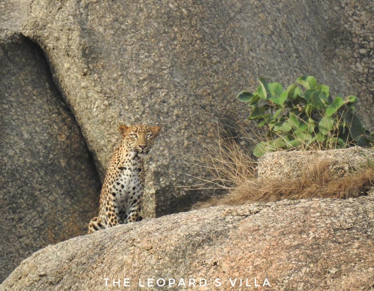Jawai Leopard Villa Bijapur  Kültér fotó