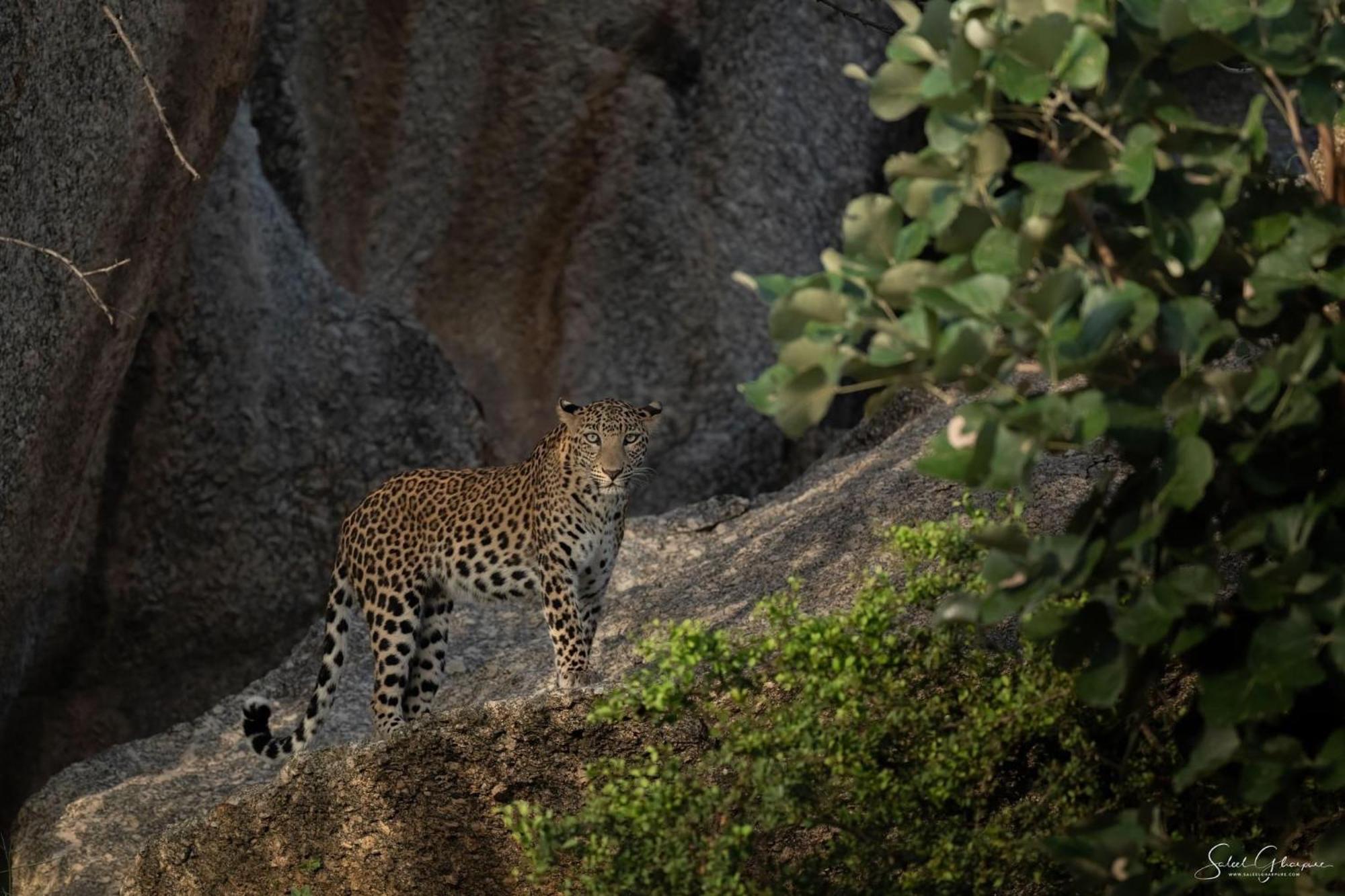 Jawai Leopard Villa Bijapur  Kültér fotó