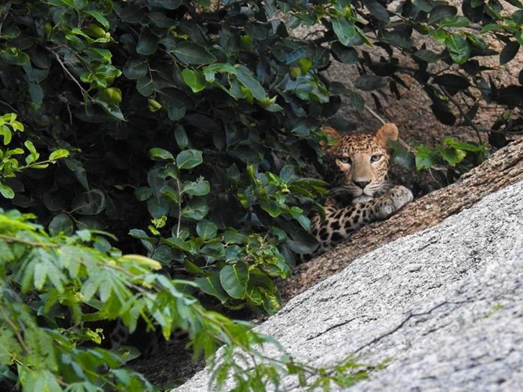 Jawai Leopard Villa Bijapur  Kültér fotó