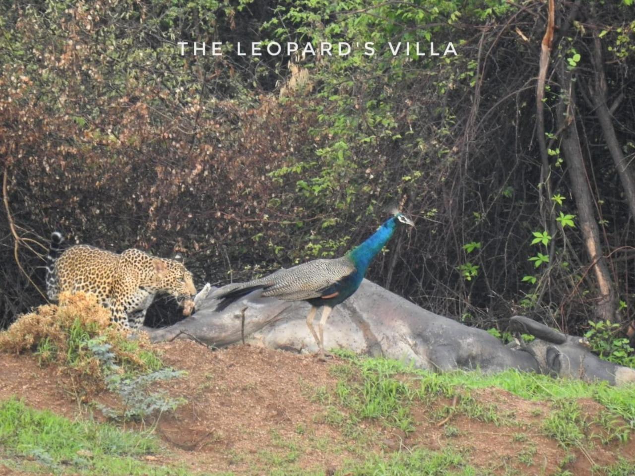 Jawai Leopard Villa Bijapur  Kültér fotó