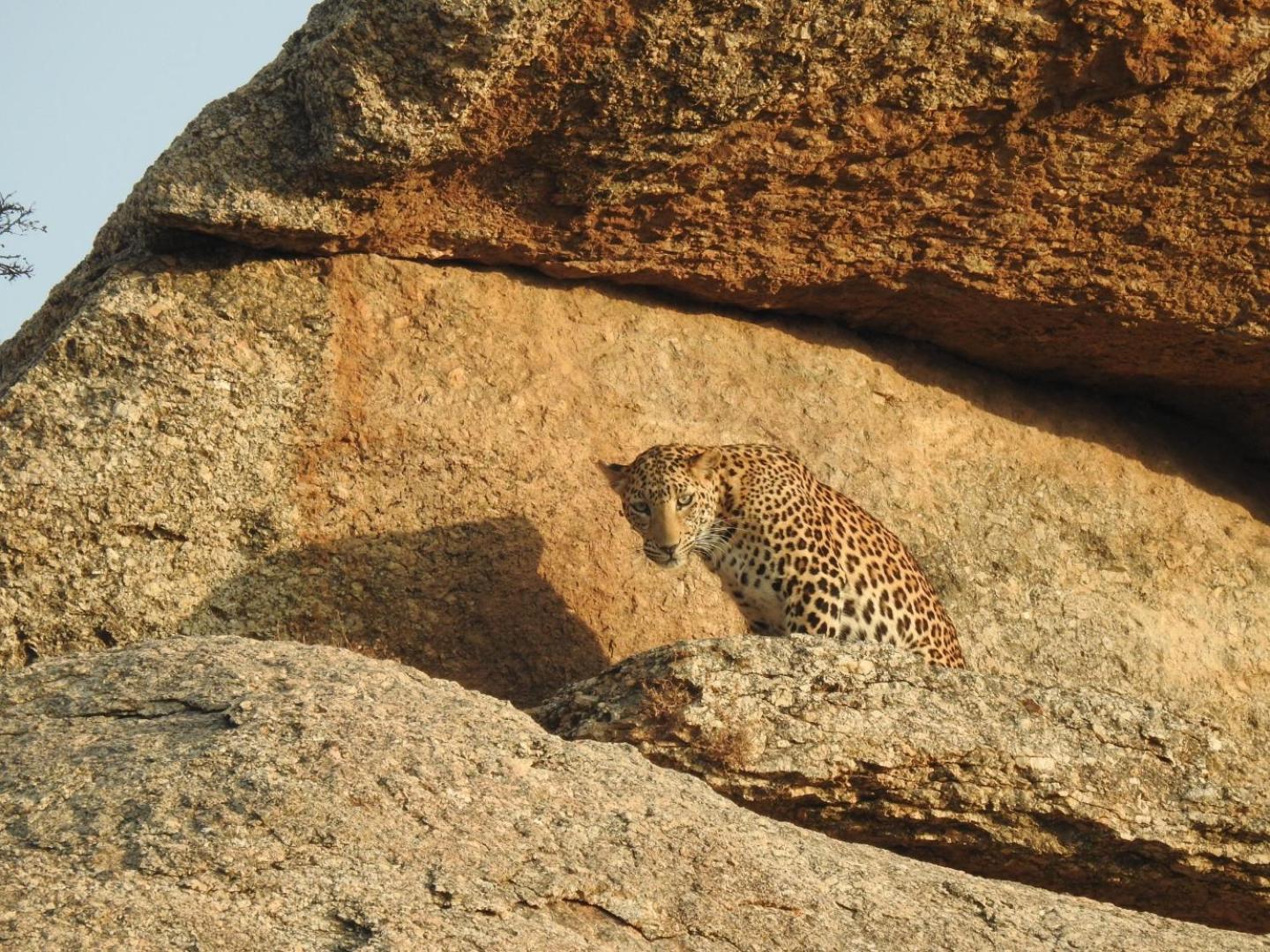 Jawai Leopard Villa Bijapur  Kültér fotó